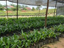 Jadi Komoditi Utama, Masyarakat diminta jangan remehkan bibit unggul