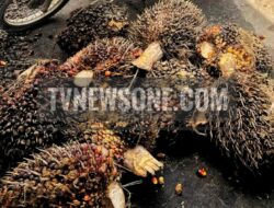 Satreskrim Polres Sekadau Ungkap Kasus Penggelapan TBS oleh Karyawan Perkebunan PT PHS