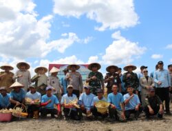 Ketahanan Pangan Nasional, Dandim 1208/Sambas dan Forkopimda Hadiri Panen Raya Jagung Kuartal II Serentak
