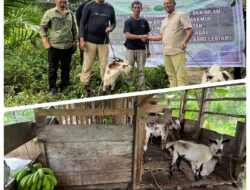 KPH Sekadau Gandeng PT TBSM Kembangkan Nilam dan Ternak Kambing melalui KTH