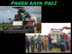 Panen Raya Padi, Power Ranger Hijau Temani Dandim 1208/Sambas 