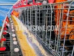 Dari Kandang Ayam hingga Bakery, Dompet Dhuafa Tunjukkan Dampak Nyata Zakat bagi Masyarakat