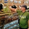 Permintaan Hewan Kurban Naik Jelang Idul Adha 2026, Peternak Genjot Seleksi Kualitas