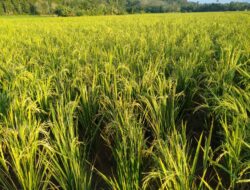 Kemarau Basah Melanda Sekadau, Petani Diminta Penyesuaian Jadwal Tanam