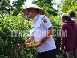 Panen Cabe Serentak TPID KUPONWAH, Upaya Bersama Kendalikan Inflasi