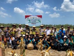 Panen Raya Jagung Serentak, Bupati Sambas : Kolaborasi Strategis Pemda dan Polri
