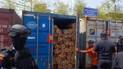 PT ESP Selundupkan Rotan Mentah Senilai Rp2,9 Miliar, Tim Gabungan Gagalkan Ekspor Ilegal