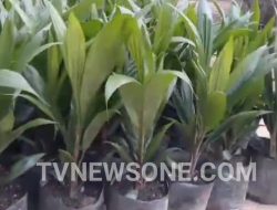Proyek Pengadaan Bibit Kelapa Sawit Tahun 2022 Sekadau Jadi Sorotan, Pihak Penyedia Tak Pungkiri Sudah Penuhi Panggilan Kejati Kalbar