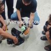 Transman Histeris ditangkap Polisi ,Kedepatan Bawa Sabu Mendekati 1 KG